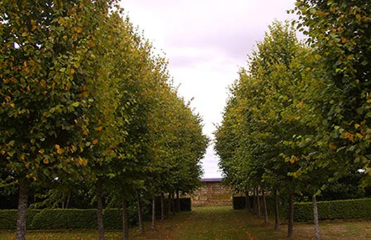 ELAGAGE ARBRE HAUTE NORMANDIE